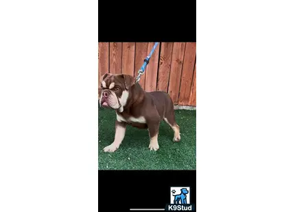 a english bulldog dog on a leash